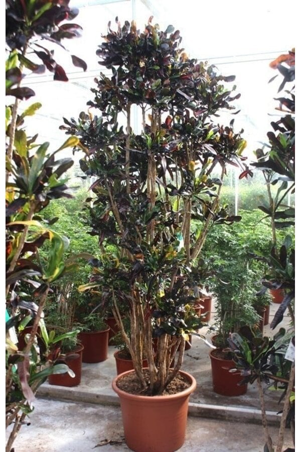 Codiaeum Mammi (Croton)