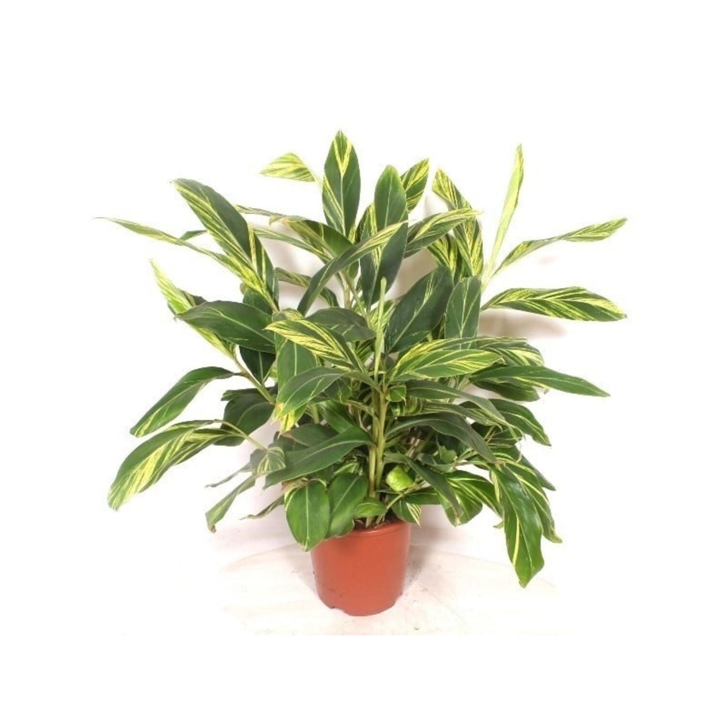 hebe and variegata Buy Hebe Variegata Online main image 1