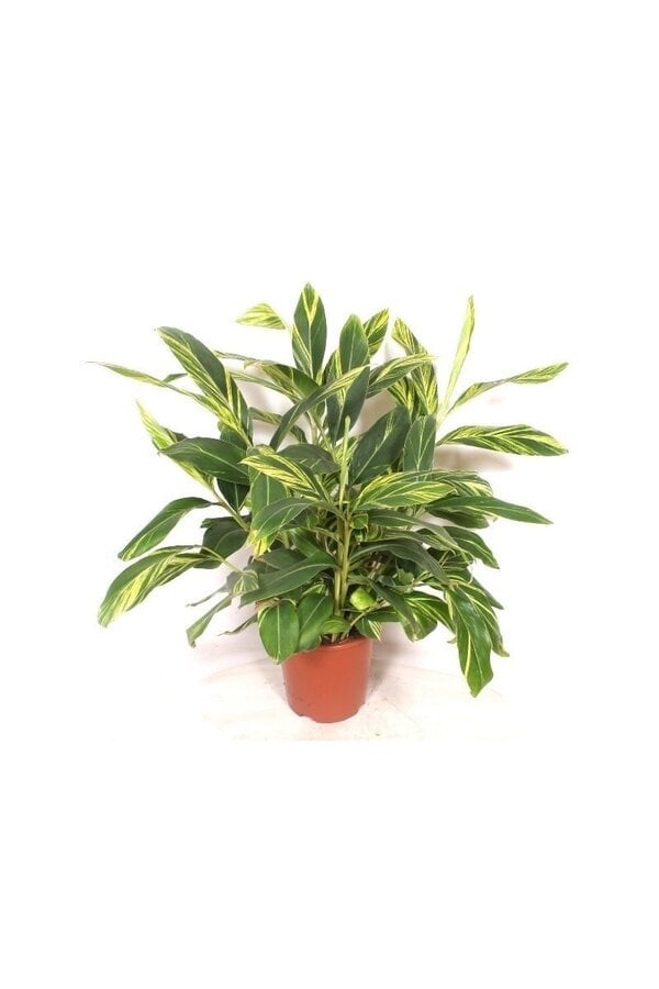 Alpinia zerumbet Variegata