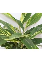 Alpinia zerumbet Variegata