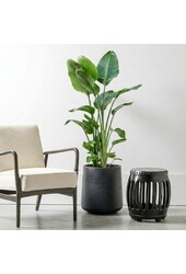 Strelitzia Nicolai XL-Zopf