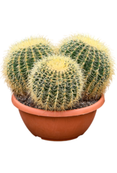Echinocactus Grusonii