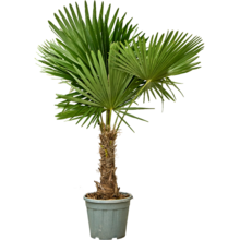 Trachycarpus