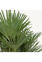 Trachycarpus-Fächerpalme M