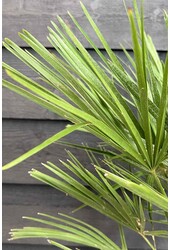 Trachycarpus-Fächerpalme M