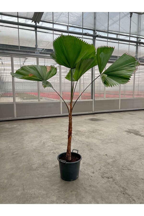 Licuala Grandis - SALE