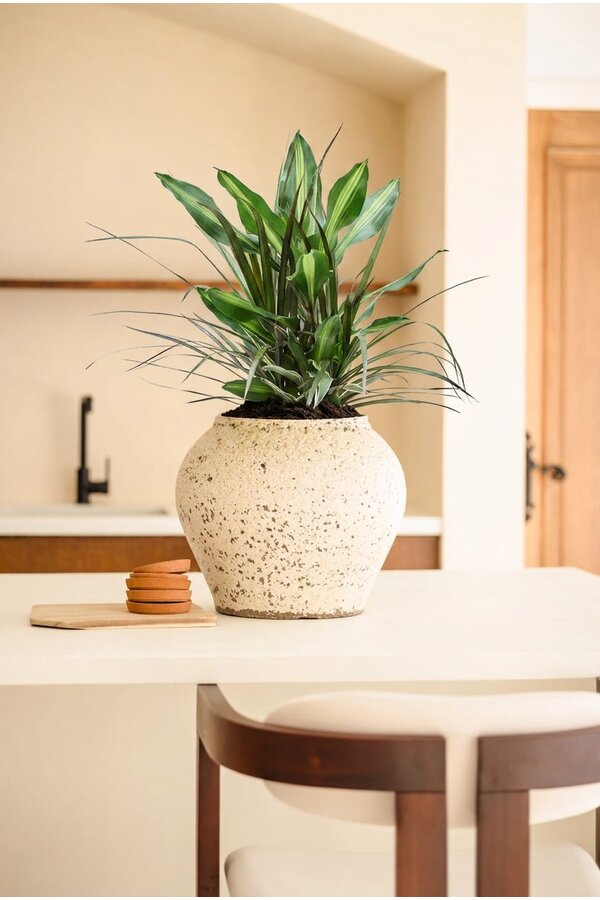 Dracaena-Kombination