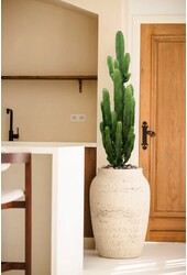 Euphorbia acrurensis