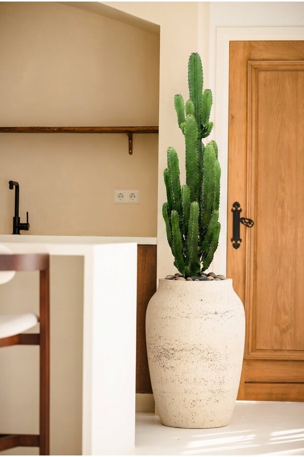 Euphorbia acrurensis
