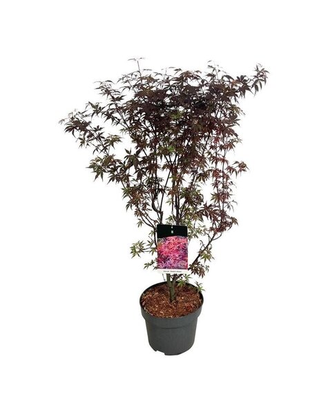 Acer
