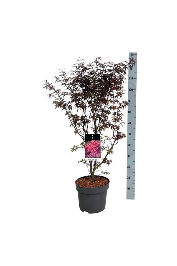 Ahorn Acer Skeeters Broom