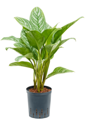 Hydrokultur Aglaonema Stripes - SALE