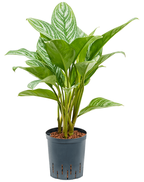 Hydrokultur Aglaonema - SALE