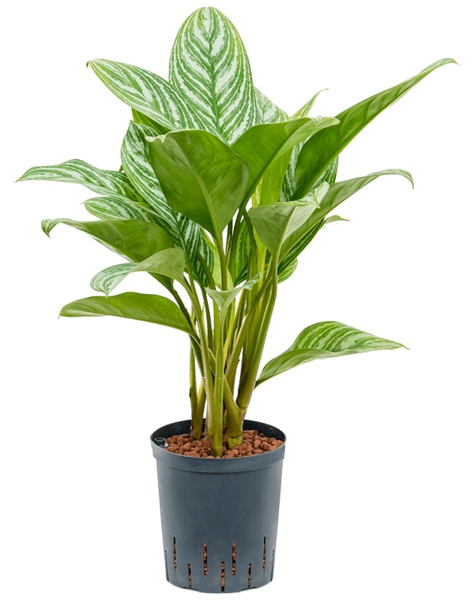 Hydroplant Aglaonema - SALE
