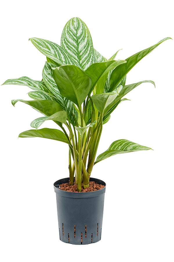 Hydrokultur Aglaonema Stripes - SALE