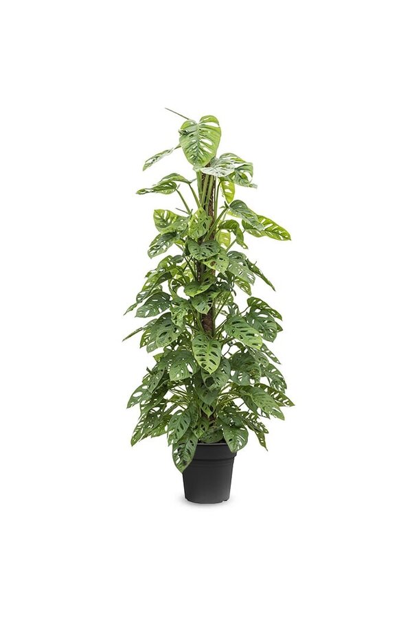 Monstera Obliqua mosstok - SALE