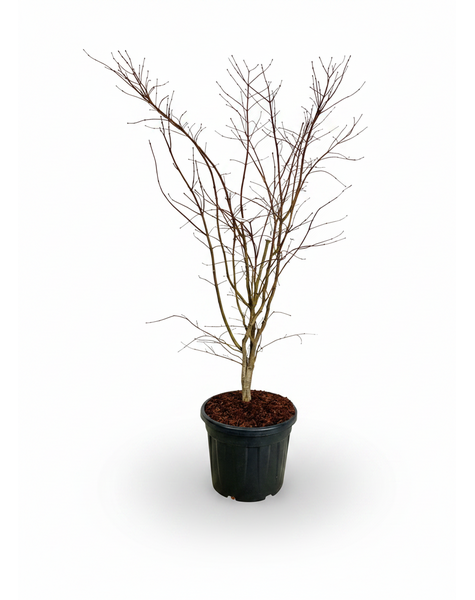 Acer Arctic Jade ®