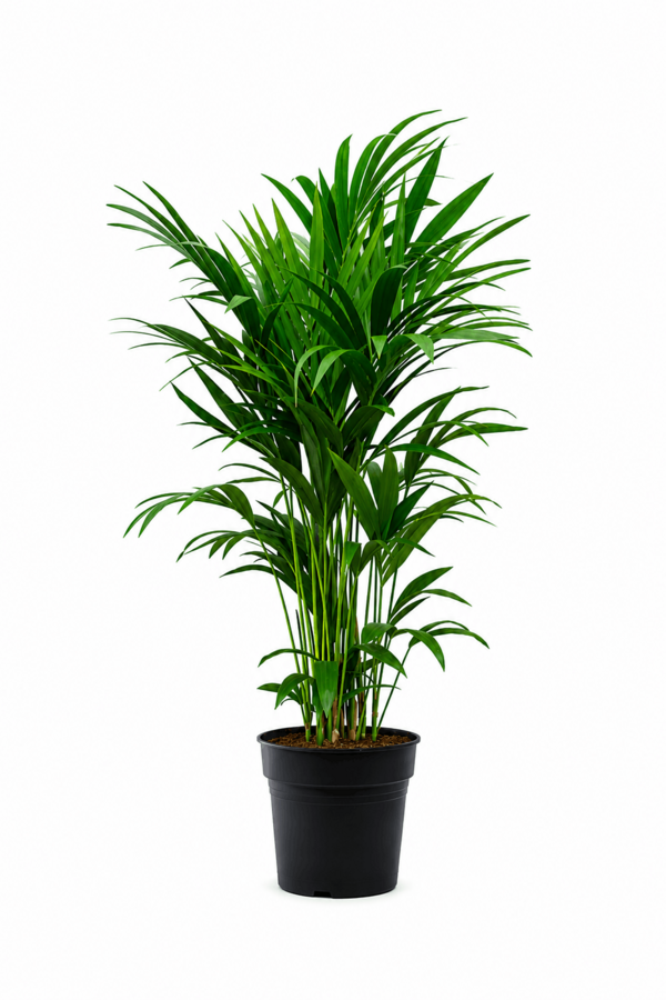 Kentia-Palme M