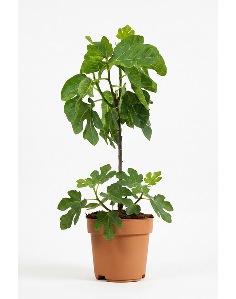 Ficus carica