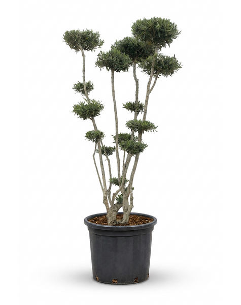Olea europaea Pon-Pon