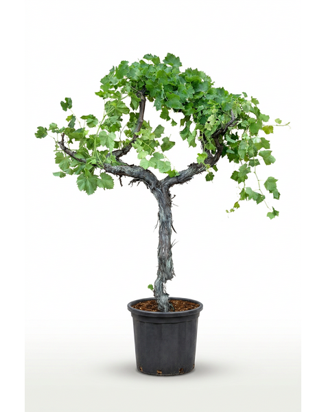 Vitis vinifera