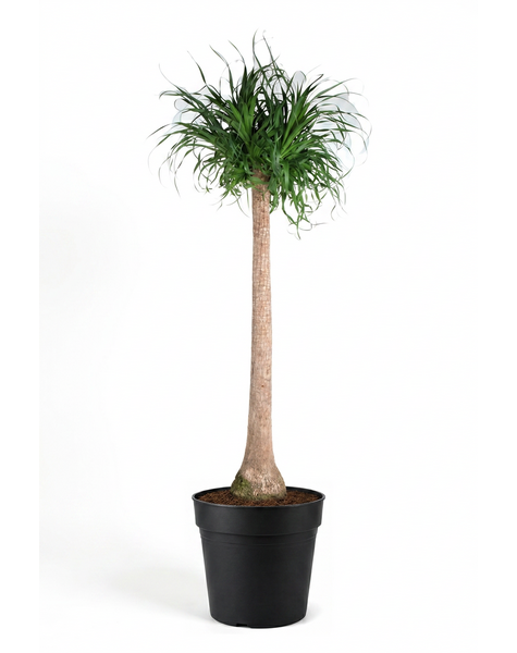 Beaucarnea Stamm P40 - 5ft