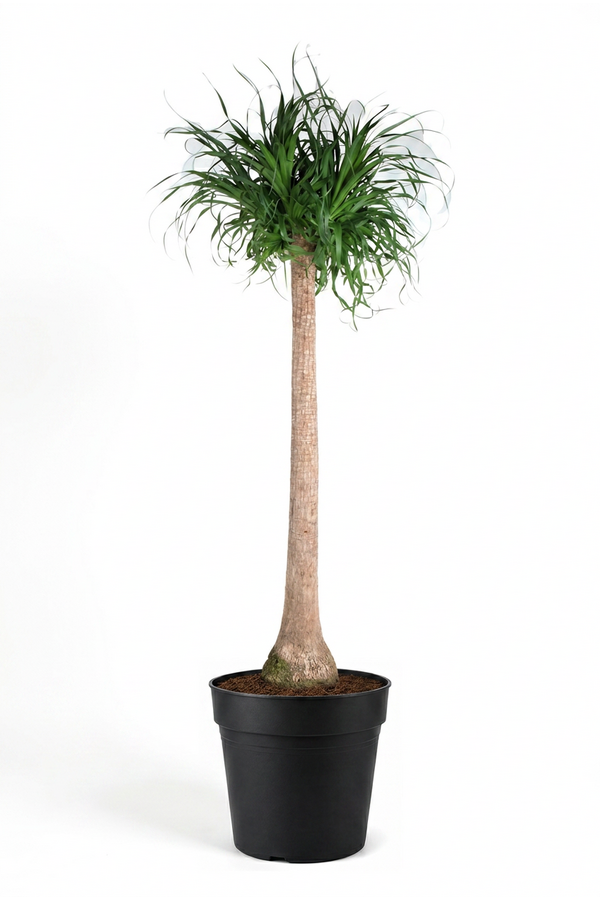 Beaucarnea stam P40 - 5ft