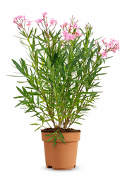 Nerium oleander