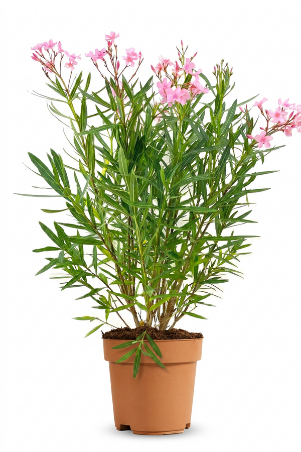 Nerium oleander
