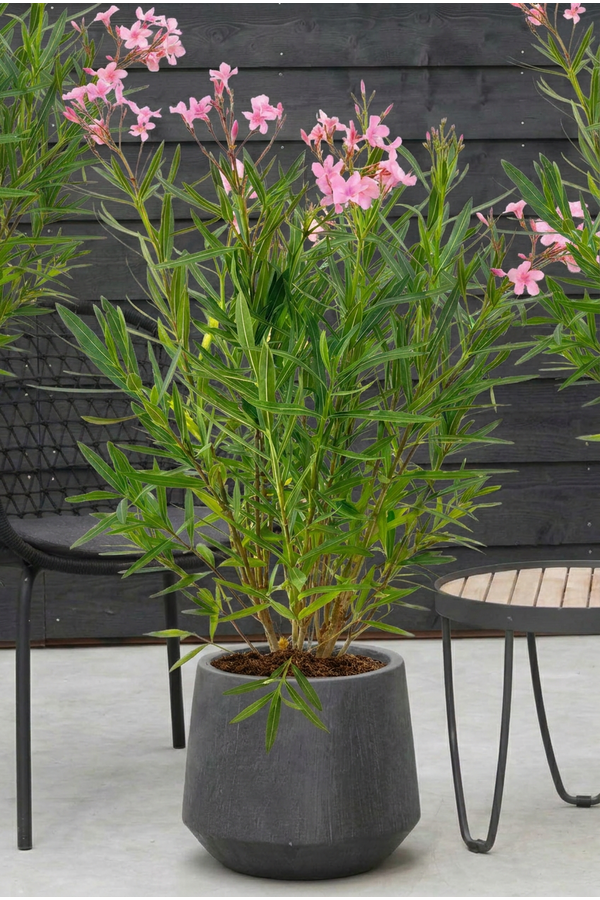 Nerium oleander