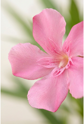 Nerium oleander