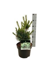 Kiefer Pinus Negishi - Kopie