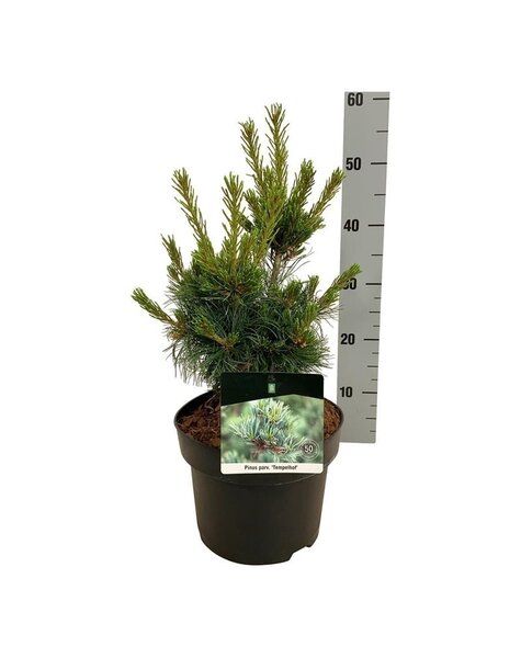 Pinus - Kopie