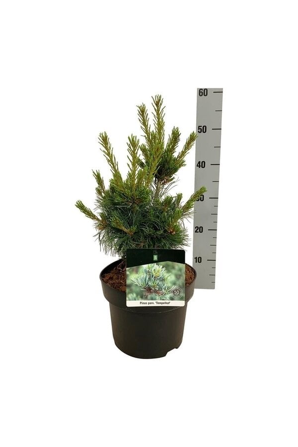 Kiefer Pinus Negishi - Kopie