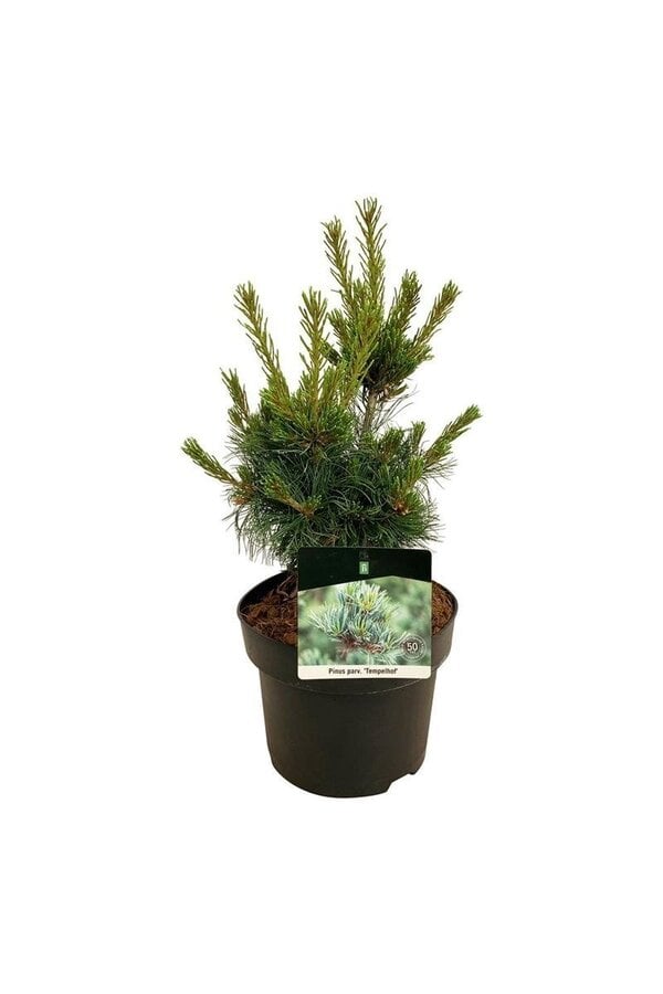 Kiefer Pinus Negishi - Kopie
