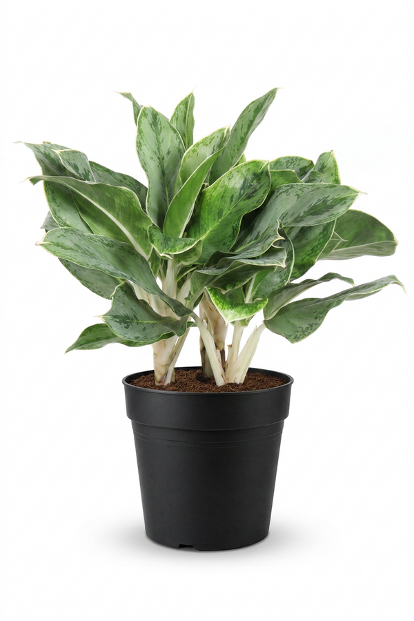 Aglaonema Horizon