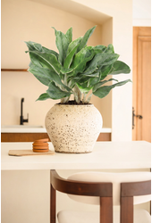 Aglaonema Horizon