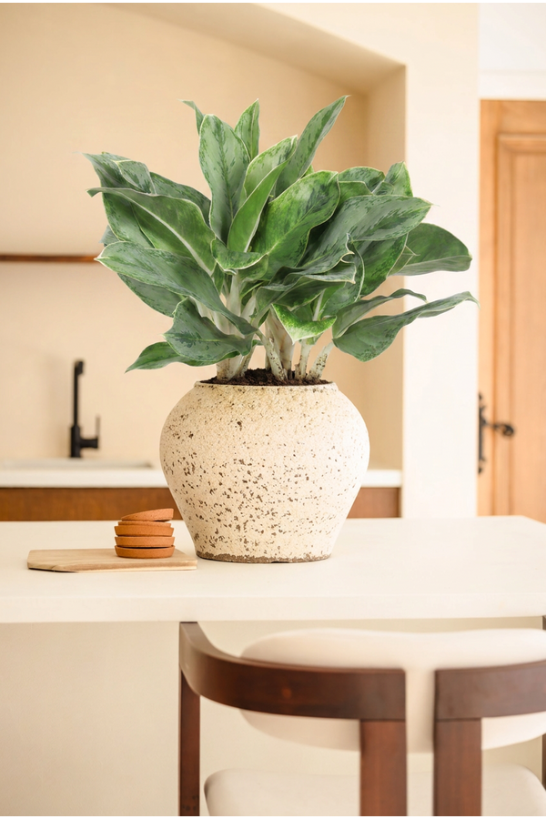 Aglaonema Horizon