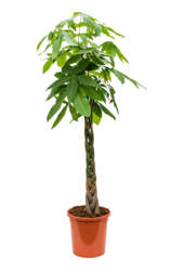 Pachira Aquatica - SALE
