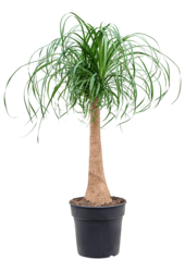Beaucarnea Recurvata - Copy