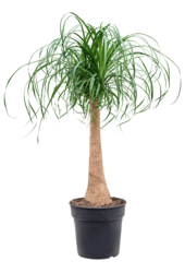 Beaucarnea Recurvata - SALE