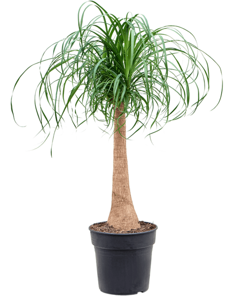 Beaucarnea - SALE