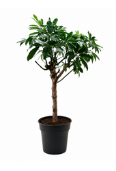 Schefflera Arboricola Compacta - SALE
