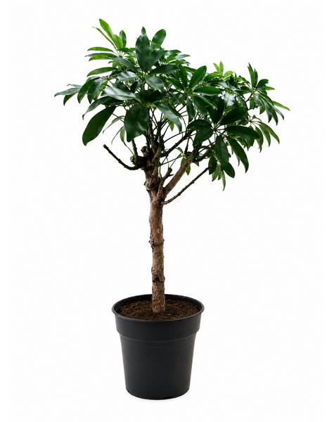 Schefflera - SALE