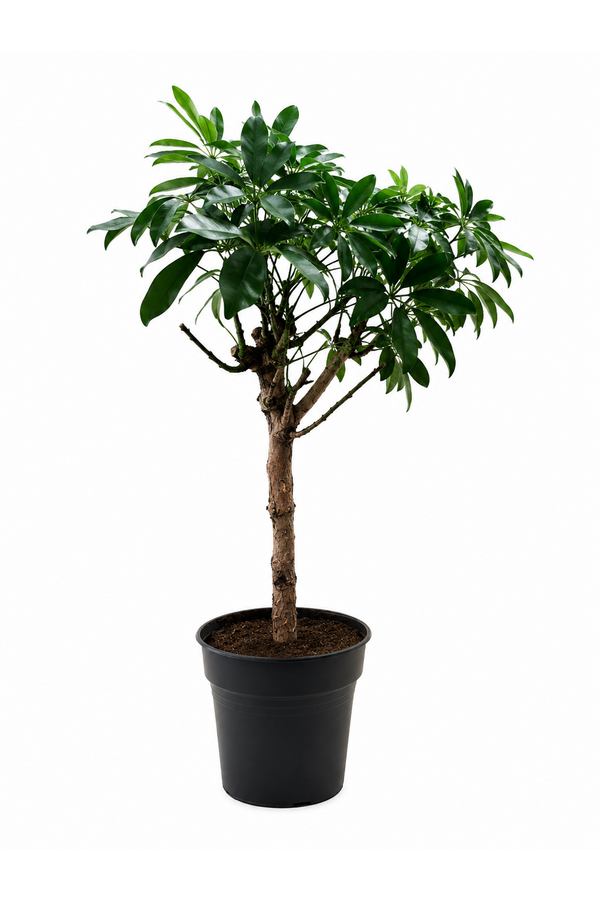 Schefflera Arboricola Compacta - SALE