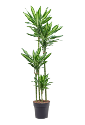 Dracaena Fragrans Cintho - SALE