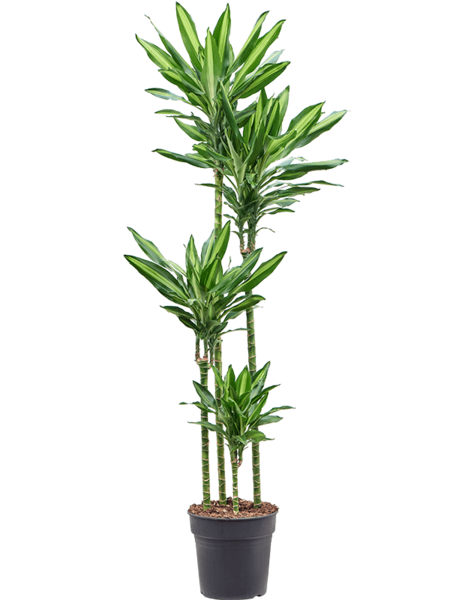 Dracaena - SALE
