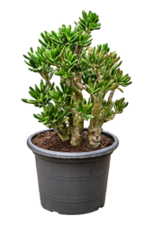 Crassula Ovata Gollum - SALE