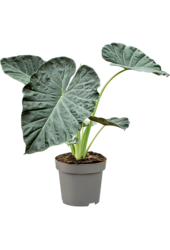 Alocasia Regal Shields