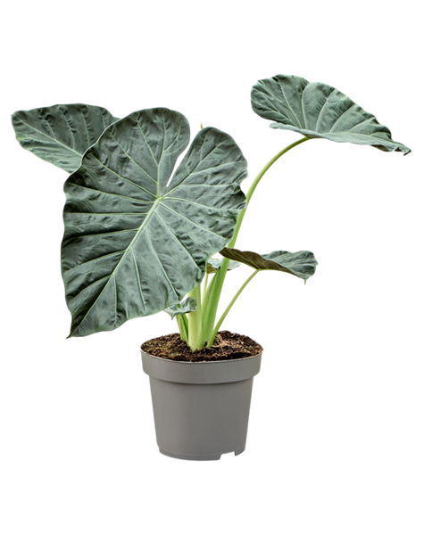 Alocasia